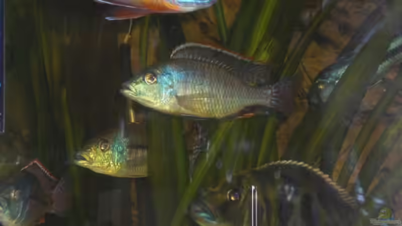 Besatz im Aquarium Becken 8970 von Dafi87 (9)