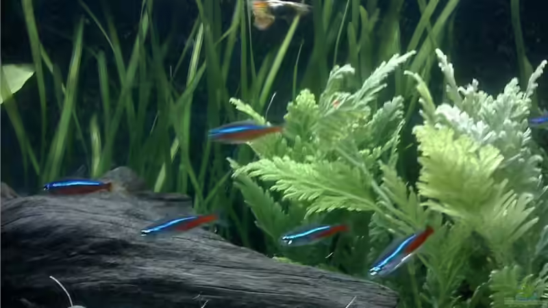 Besatz im Aquarium Becken 8978 von Marcel Pikzack (5)