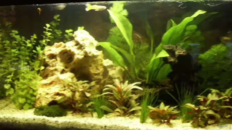 Besatz im Aquarium Becken 8995 von Sascha Dannenberg (6)