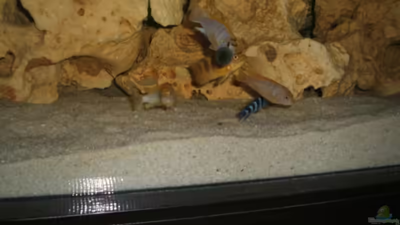 Besatz im Aquarium Becken 8996 von Bruno Dewald (10)