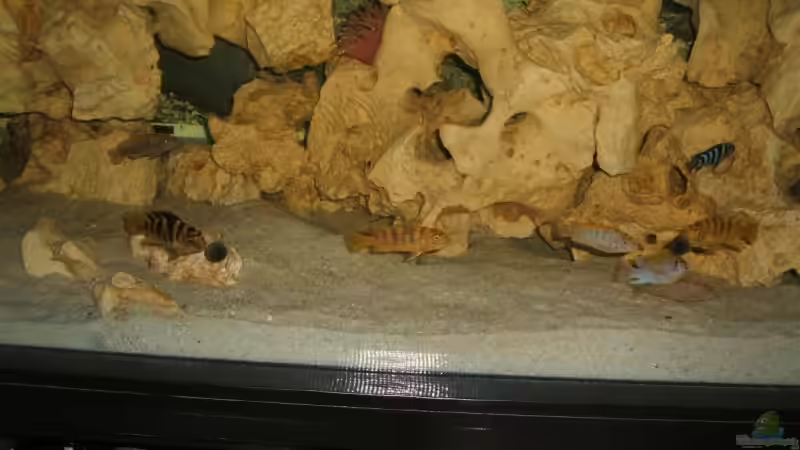 Besatz im Aquarium Becken 8996 von Bruno Dewald (11)