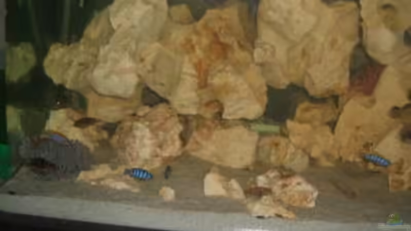 Besatz im Aquarium Becken 8996 von Bruno Dewald (8)