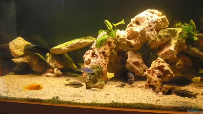 Besatz im Aquarium Becken 9 von Sylvio (6)