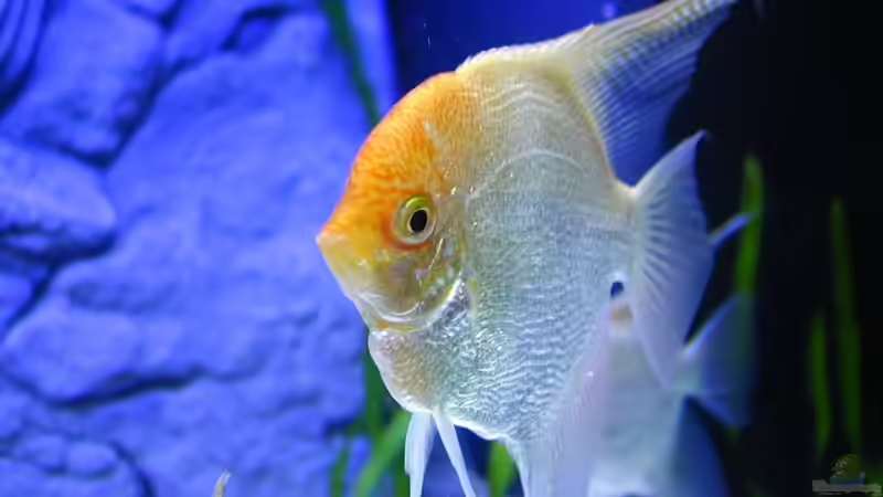 Besatz im Aquarium Becken 9006 von Marc Scheer (10)