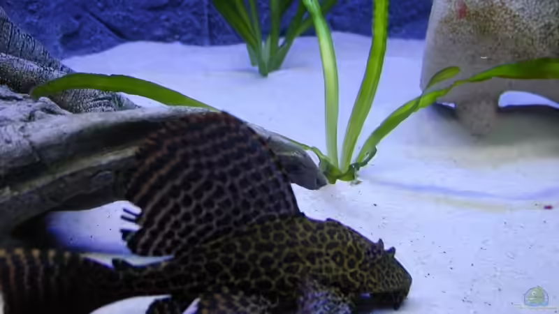 Besatz im Aquarium Becken 9006 von Marc Scheer (5)