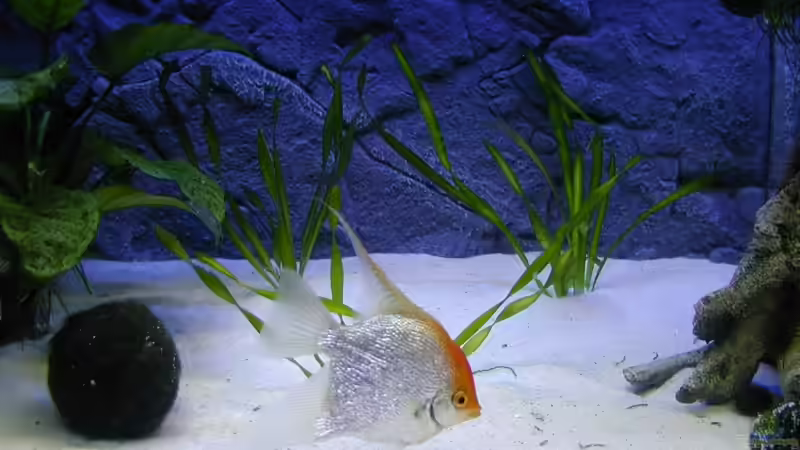 Besatz im Aquarium Becken 9006 von Marc Scheer (7)