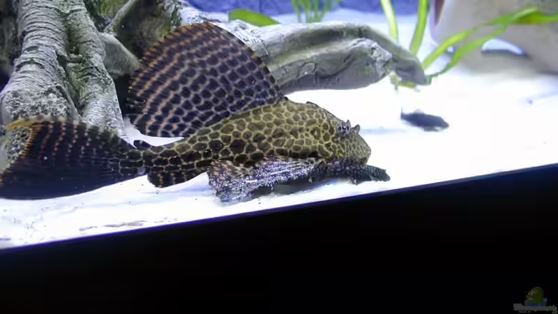 Besatz im Aquarium Becken 9006 von Marc Scheer (8)