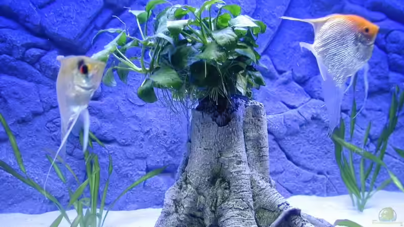 Besatz im Aquarium Becken 9006 von Marc Scheer (9)