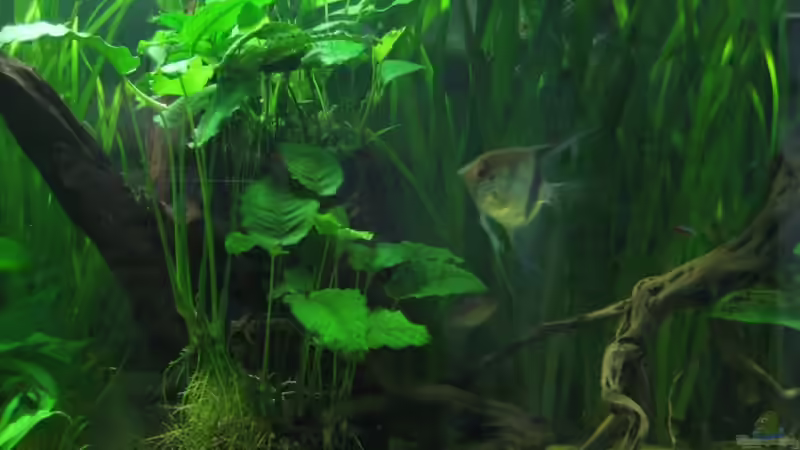 Besatz im Aquarium Becken 9025 von Gerrit Buck (20)