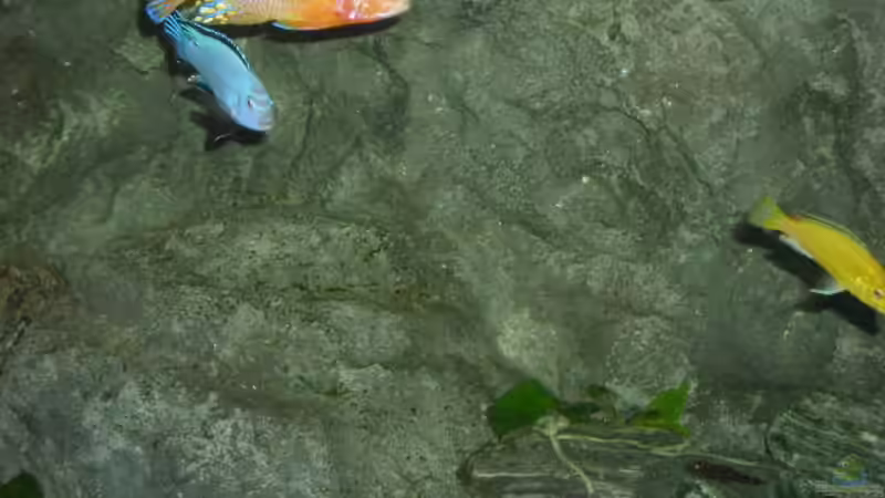 Besatz im Aquarium Becken 9037 von MDenzer (12)