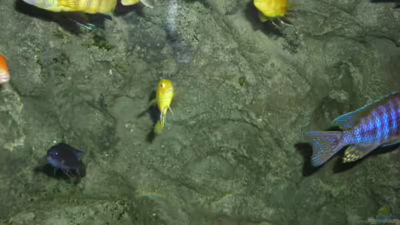 Besatz im Aquarium Becken 9037 von MDenzer (13)