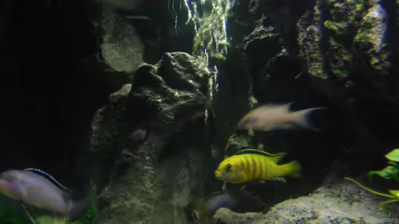 Besatz im Aquarium Becken 9037 von MDenzer (17)