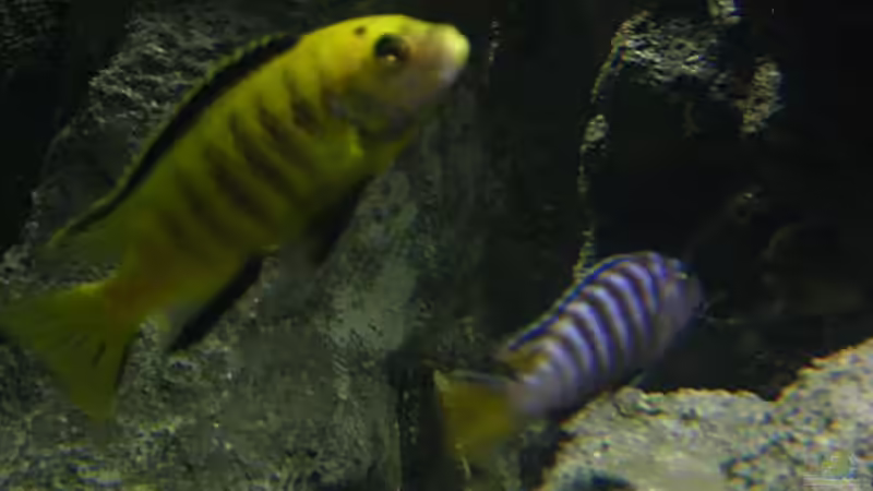 Besatz im Aquarium Becken 9037 von MDenzer (18)