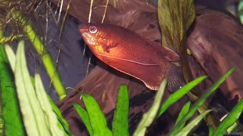 Besatz im Aquarium Becken 906 von Wolfgang Fischer (10)