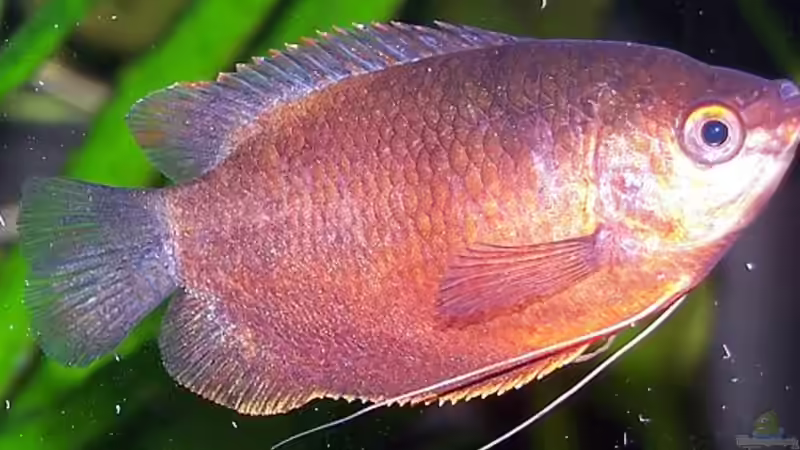 Besatz im Aquarium Becken 906 von Wolfgang Fischer (11)