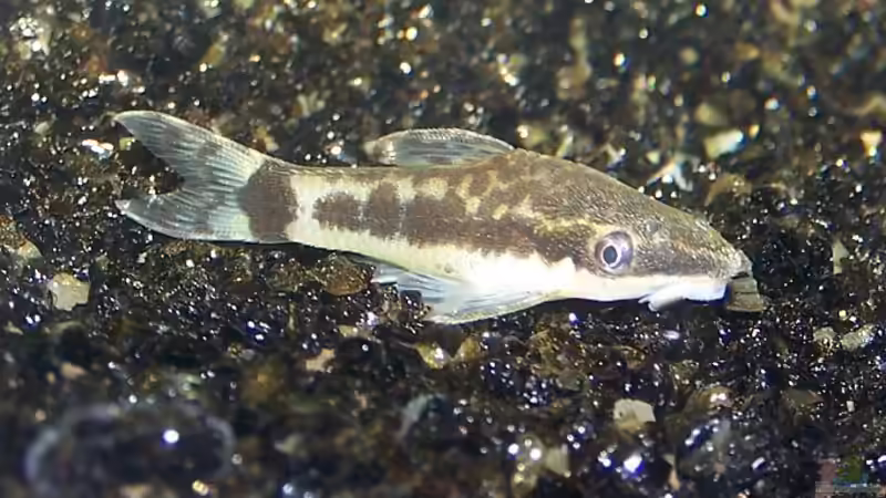 Besatz im Aquarium Becken 906 von Wolfgang Fischer (12)