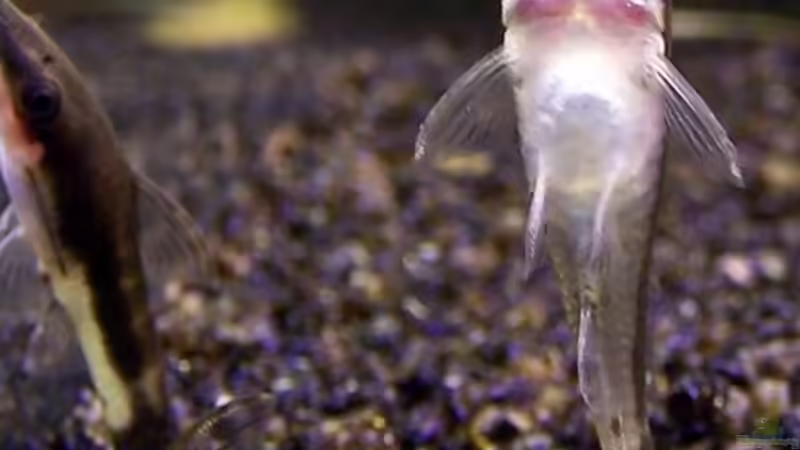 Besatz im Aquarium Becken 906 von Wolfgang Fischer (13)