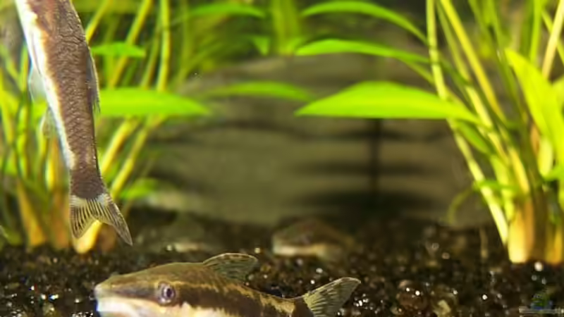 Besatz im Aquarium Becken 906 von Wolfgang Fischer (14)