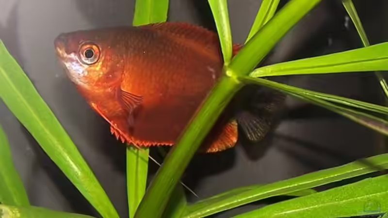 Besatz im Aquarium Becken 906 von Wolfgang Fischer (7)