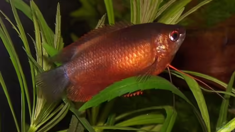 Besatz im Aquarium Becken 906 von Wolfgang Fischer (9)