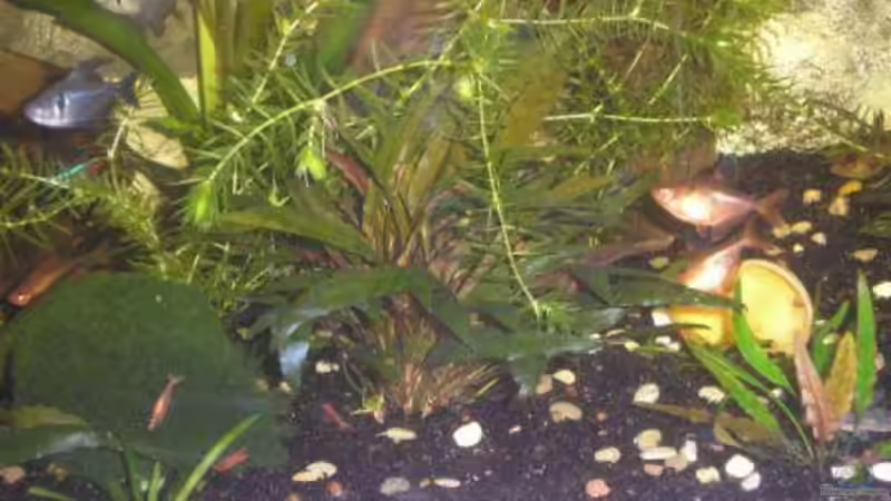 Besatz im Aquarium Becken 9074 von Leon Gauss (14)