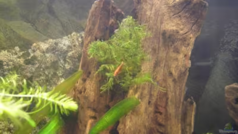 Besatz im Aquarium Becken 9074 von Leon Gauss (15)