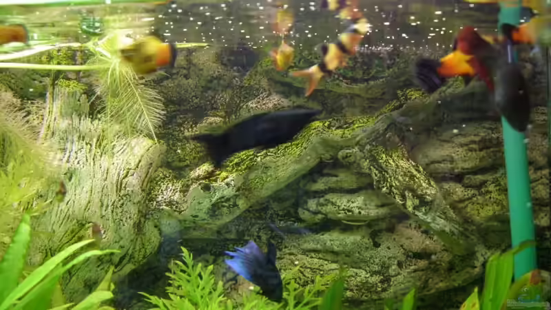 Besatz im Aquarium Becken 9077 von RedDragon (9)