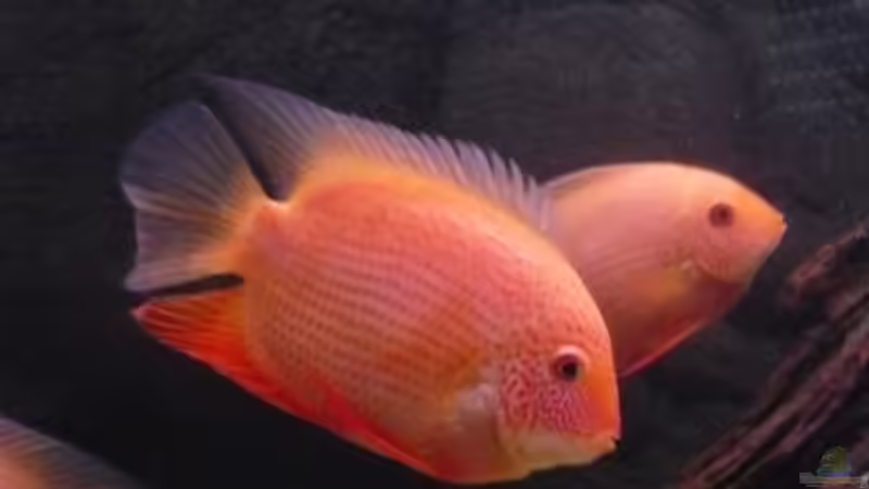 Besatz im Aquarium Becken 9099 von Danny. (10)