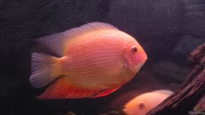 Besatz im Aquarium Becken 9099 von Danny. (12)