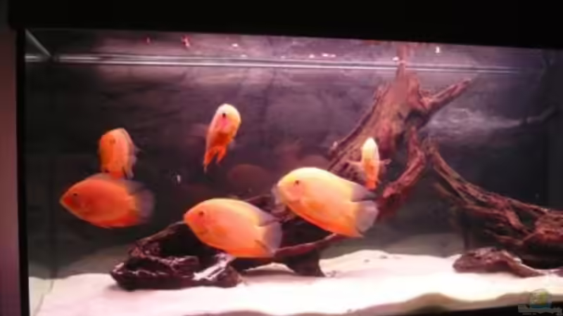 Besatz im Aquarium Becken 9099 von Danny. (2)