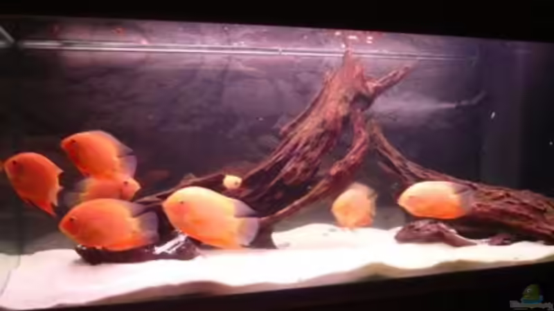 Besatz im Aquarium Becken 9099 von Danny. (4)