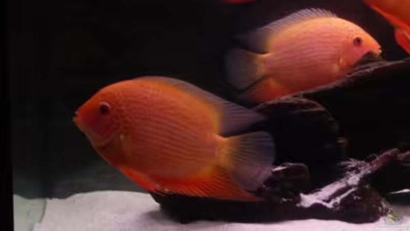 Besatz im Aquarium Becken 9099 von Danny. (8)