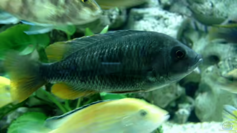 Besatz im Aquarium Becken 910 von Josef Knauer (13)