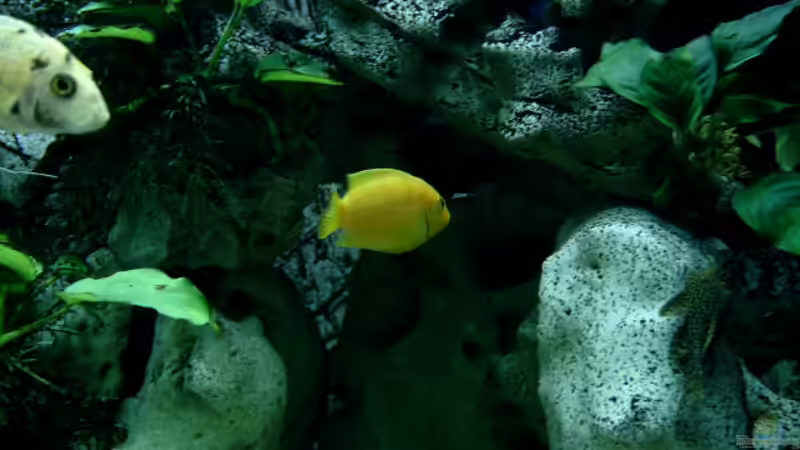 Besatz im Aquarium Becken 910 von Josef Knauer (15)