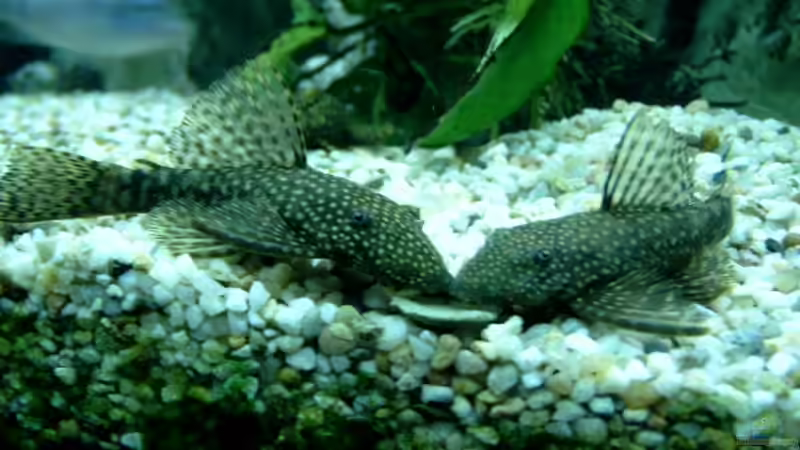 Besatz im Aquarium Becken 910 von Josef Knauer (16)