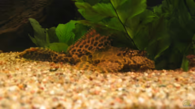 Besatz im Aquarium Becken 9123 von Jens Schuster (5)