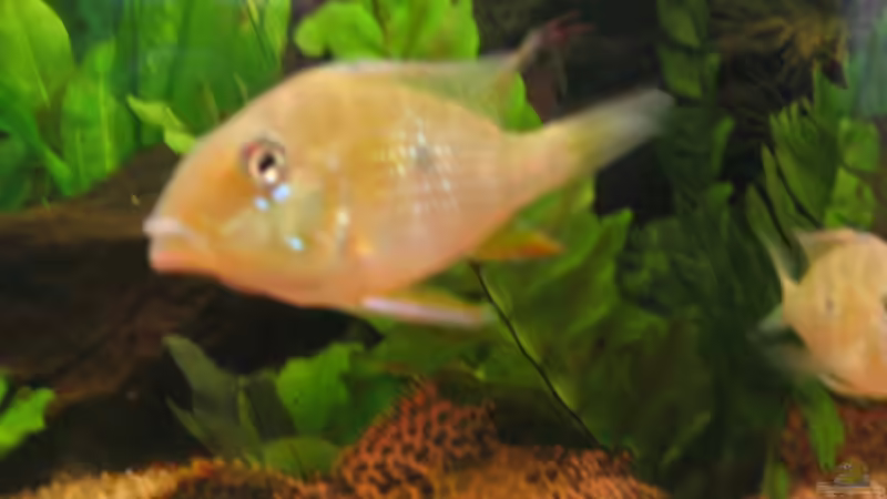 Besatz im Aquarium Becken 9123 von Jens Schuster (6)