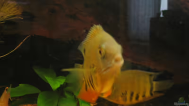 Besatz im Aquarium Becken 9123 von Jens Schuster (7)