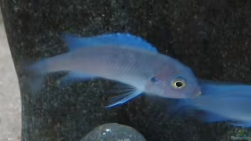 Besatz im Aquarium Becken 9132 von Tobinhio (10)