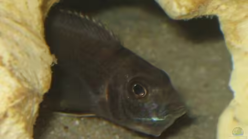 Besatz im Aquarium Becken 9132 von Tobinhio (11)