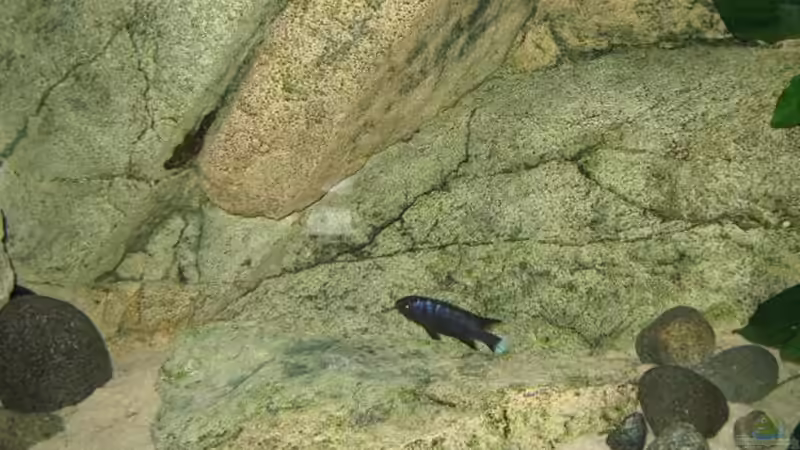 Besatz im Aquarium Becken 9132 von Tobinhio (12)