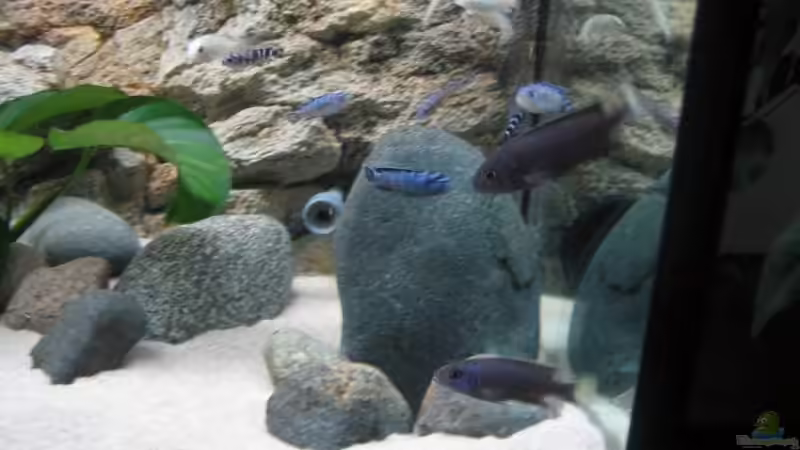 Besatz im Aquarium Becken 9132 von Tobinhio (8)