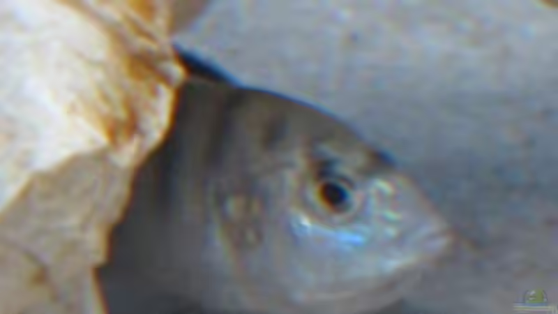 Besatz im Aquarium Becken 9132 von Tobinhio (9)