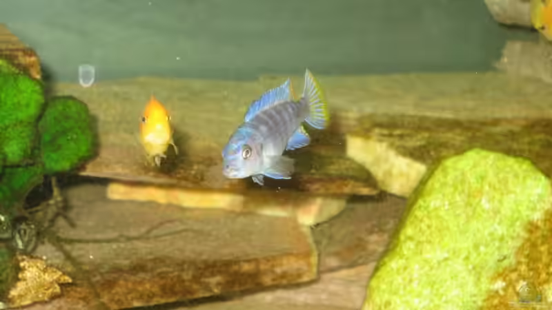 Besatz im Aquarium Becken 9143 von Dennis Eick (10)