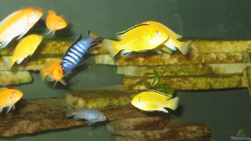 Besatz im Aquarium Becken 9143 von Dennis Eick (11)