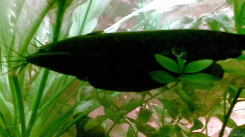 Besatz im Aquarium Becken 9144 von Pauli (10)