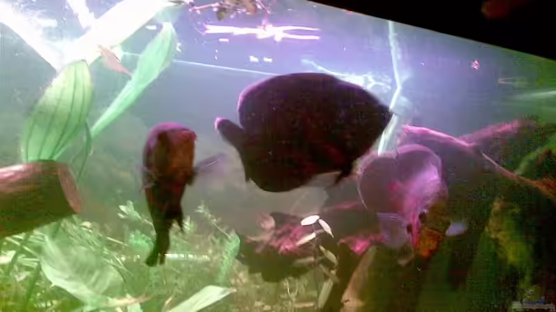 Besatz im Aquarium Becken 9144 von Pauli (11)