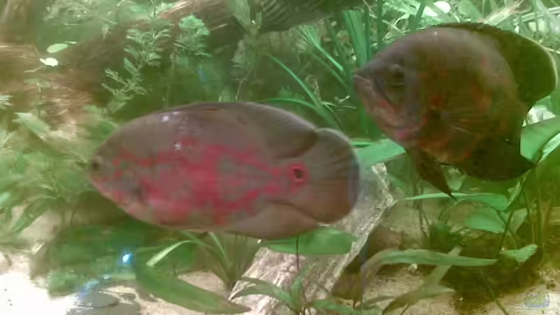 Besatz im Aquarium Becken 9144 von Pauli (15)