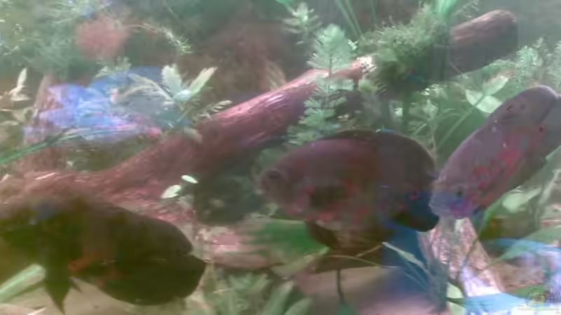 Besatz im Aquarium Becken 9144 von Pauli (16)