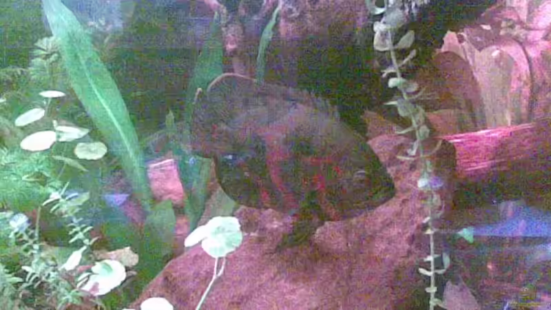 Besatz im Aquarium Becken 9144 von Pauli (5)